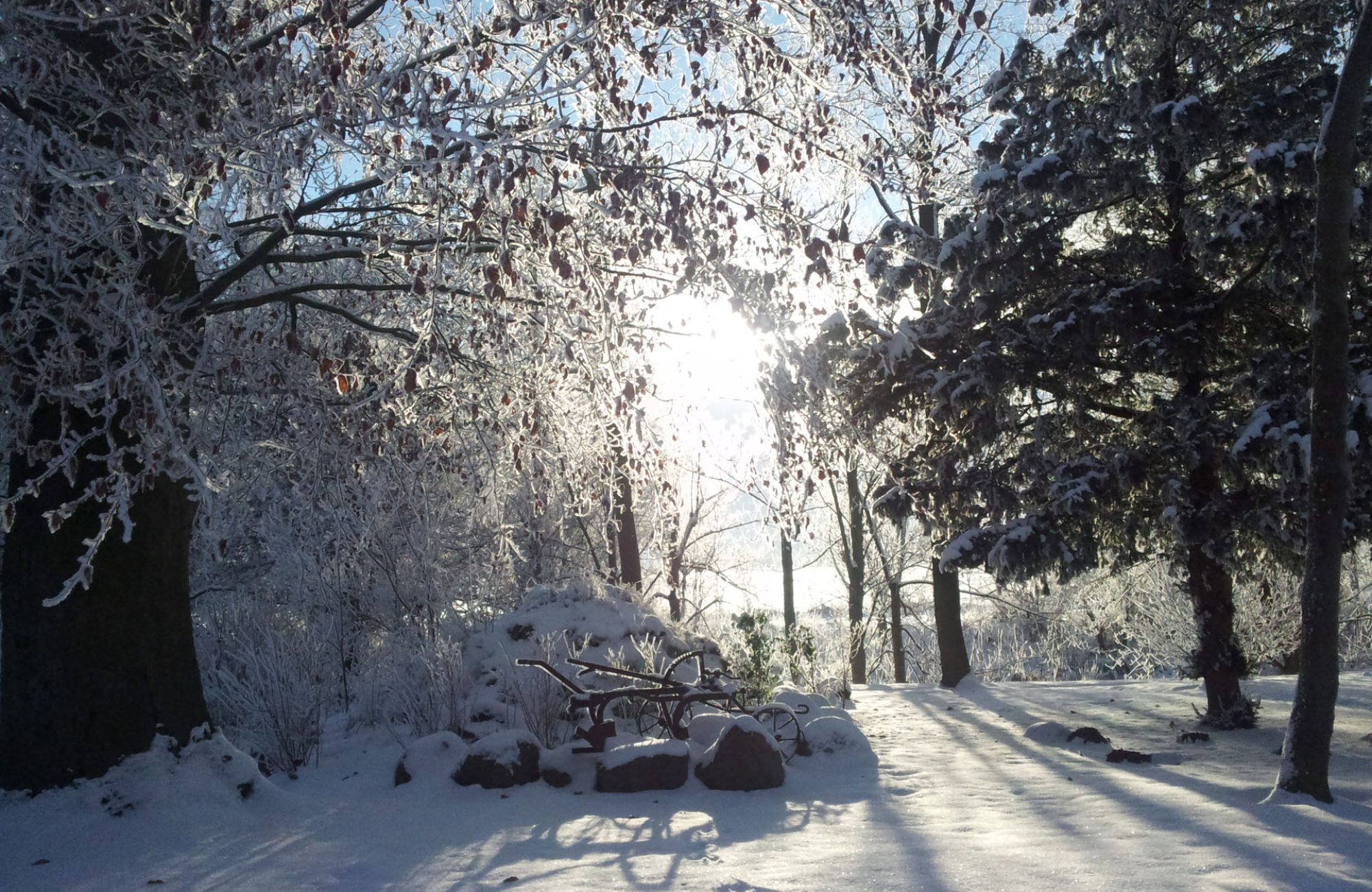 Wald im Winter